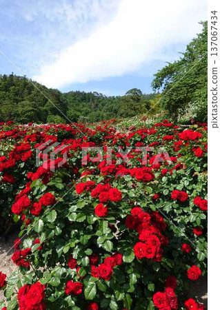 Rose in full bloom rose rose Rose in full bloom rose rose 137067434
