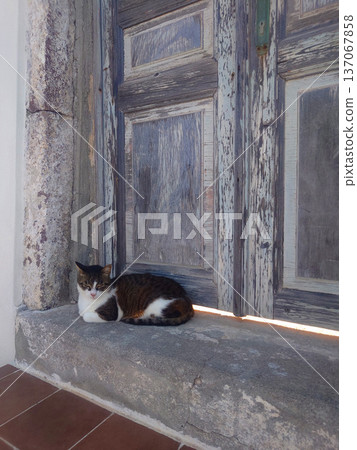 Street Cat Resting by Wooden Door 137067858