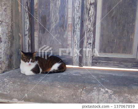 Street Cat Resting by Wooden Door 137067859