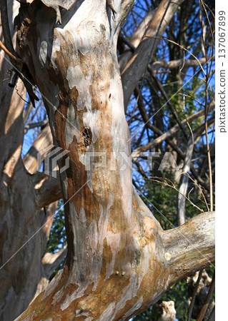 紫薇樹幹的樹皮 137067899