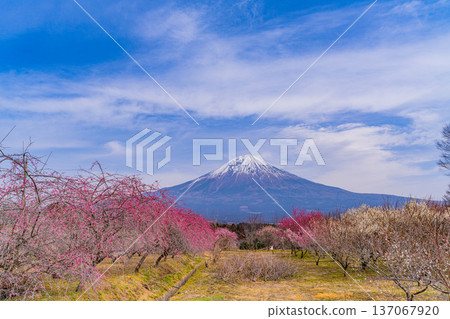 (Shizuoka Prefecture) Mount Fuji seen over the plum grove in Shiraito district (Shizuoka Prefecture) Mount Fuji seen over the plum grove in Shiraito district 137067920