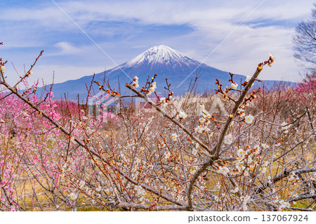 (Shizuoka Prefecture) Mount Fuji seen over the plum grove in Shiraito district (Shizuoka Prefecture) Mount Fuji seen over the plum grove in Shiraito district 137067924