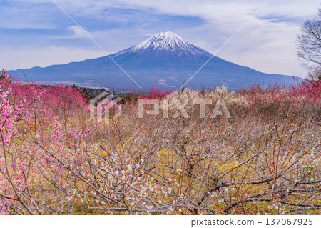 (Shizuoka Prefecture) Mount Fuji seen over the plum grove in Shiraito district 137067925