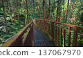 Xitou Forest Park Elevated Wooden Trail Taiwan 137067970