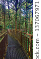Xitou Forest Park Elevated Wooden Trail Taiwan 137067971