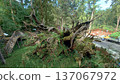 Xitou Fallen Sacred Tree Forest Landmark Taiwan 137067972