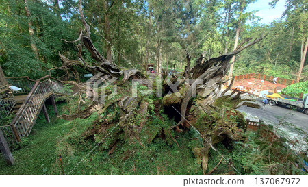Xitou Fallen Sacred Tree Forest Landmark Taiwan Xitou Fallen Sacred Tree Forest Landmark Taiwan 137067972