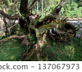 Xitou Fallen Sacred Tree Forest Landmark Taiwan 137067973