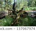 Xitou Fallen Sacred Tree Forest Landmark Taiwan 137067974