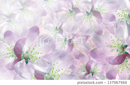 Floral spring background. Petals flowers. Close-up. Nature. 137067988