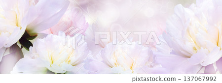 Floral spring background.  Peonies flowers and petals flowers. Close-up. Nature. 137067992