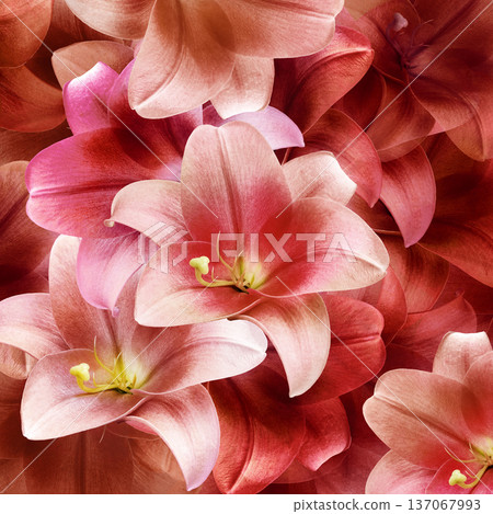 Spring floral background. Bouquet of lilies. Pink flower petals. Close-up. Nature. 137067993