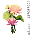 pink lotus flower isolated on white 137067994