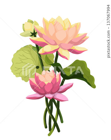 pink lotus flower isolated on white 137067994