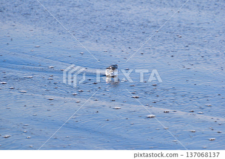 Otsu Coast Jewelry Ice Otsu Coast Jewelry Ice 137068137