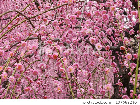 Jonangu Weeping Plum Jonangu Weeping Plum 137068280