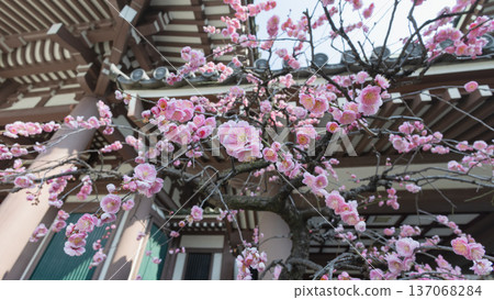 東長寺庭園中，紅梅花盛開。 137068284