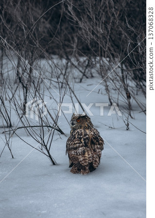 A majestic Eurasian eagle-owl perched on a tree branch surrounded by vibrant autumn colors. 137068328
