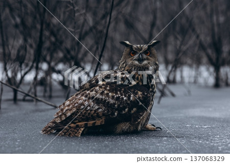 A majestic Eurasian eagle-owl perched on a tree branch surrounded by vibrant autumn colors. A majestic Eurasian eagle-owl perched on a tree branch surrounded by vibrant autumn colors. 137068329