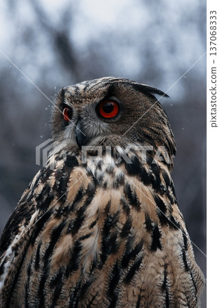 A majestic Eurasian eagle-owl perched on a tree branch surrounded by vibrant autumn colors. 137068333
