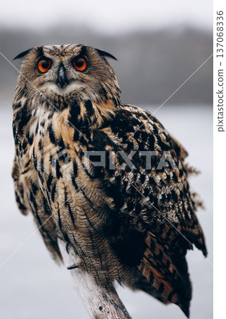 A majestic Eurasian eagle-owl perched on a tree branch surrounded by vibrant autumn colors. 137068336