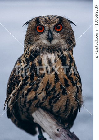 A majestic Eurasian eagle-owl perched on a tree branch surrounded by vibrant autumn colors. 137068337