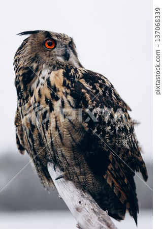 A majestic Eurasian eagle-owl perched on a tree branch surrounded by vibrant autumn colors. 137068339