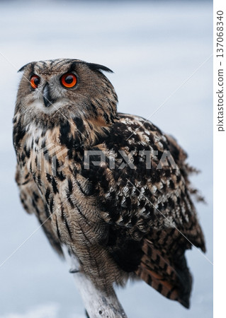 A majestic Eurasian eagle-owl perched on a tree branch surrounded by vibrant autumn colors. A majestic Eurasian eagle-owl perched on a tree branch surrounded by vibrant autumn colors. 137068340