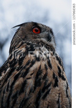 A majestic Eurasian eagle-owl perched on a tree branch surrounded by vibrant autumn colors. 137068363