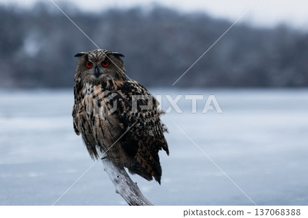 A majestic Eurasian eagle-owl perched on a tree branch surrounded by vibrant autumn colors. 137068388