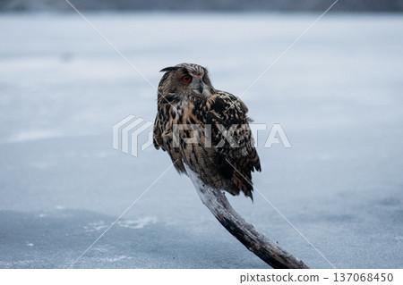 A majestic Eurasian eagle-owl perched on a tree branch surrounded by vibrant autumn colors. A majestic Eurasian eagle-owl perched on a tree branch surrounded by vibrant autumn colors. 137068450