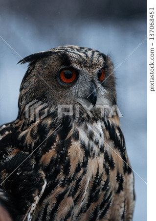 A majestic Eurasian eagle-owl perched on a tree branch surrounded by vibrant autumn colors. 137068451