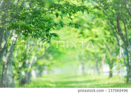 Image of a path through a forest of fresh greenery Image of a path through a forest of fresh greenery 137068496