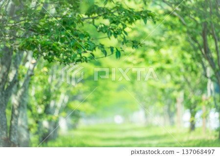 Image of a path through a forest of fresh greenery Image of a path through a forest of fresh greenery 137068497
