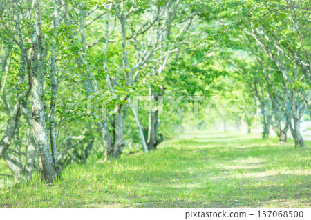 Image of a path through a forest of fresh greenery Image of a path through a forest of fresh greenery 137068500