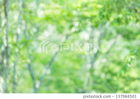 Background material: Blurred image of a fresh green forest Background material: Blurred image of a fresh green forest 137068501