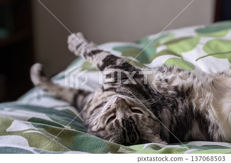 Cat napping in bed Cat napping in bed 137068503