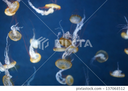Flickering jellyfish and soothing underwater images Flickering jellyfish and soothing underwater images 137068512
