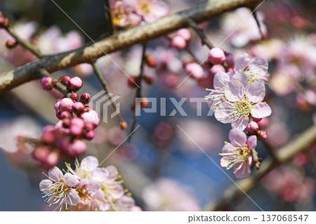 Dangling plum Dangling plum 137068547