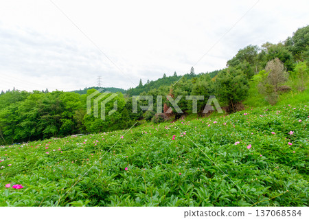 A peony field spreads across a slope surrounded by fresh green mountains A peony field spreads across a slope surrounded by fresh green mountains 137068584