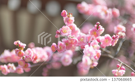 初春的陽光下,紅梅花閃閃發光 初春的陽光下,紅梅花閃閃發光 137068665