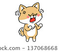 An angry Shiba Inu 137068668