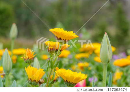 Calendula and tulip buds blooming in the spring sunshine Calendula and tulip buds blooming in the spring sunshine 137068674