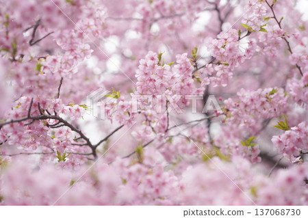 春意盎然，河津櫻花盛開，映入眼簾 137068730