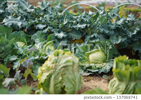 Image of cabbage grown in a field 137068741
