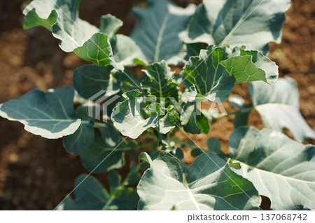 在該領域種植的西蘭花 137068742