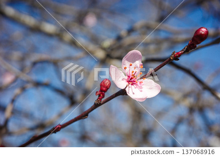 Pink spring blossom flower on tree branch with blue sky background 137068916
