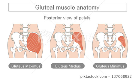 Illustration of the structure of the buttocks muscles | Anatomy of the gluteus maximus, gluteus medius, and gluteus minimus muscles (posterior pelvis) Illustration of the structure of the buttocks muscles | Anatomy of the gluteus maximus, gluteus medius, and gluteus minimus muscles (posterior pelvis) 137068922