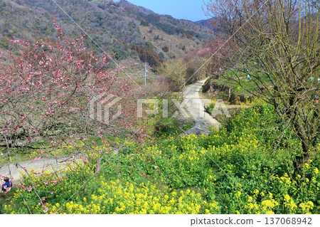 【愛媛郡】晴天裡的七重梅園,油菜花和梅樹林 【愛媛郡】晴天裡的七重梅園,油菜花和梅樹林 137068942