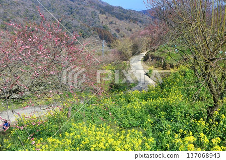 [Ehime Prefecture] Rape blossoms and plum groves at Nanaori Plum Garden on a sunny day 137068943